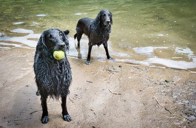 Flatcoated Retrievers.