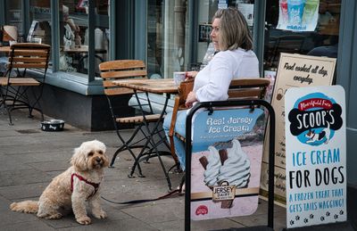 Ice cream for dogs, Abergavenny.