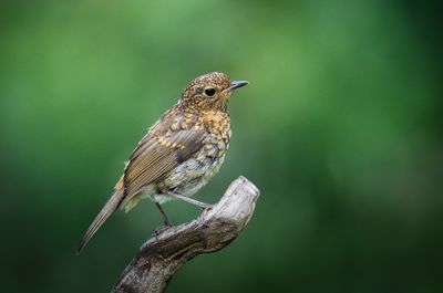 Juvenile Robin.