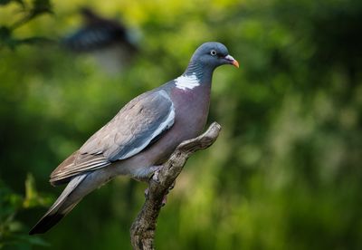 Wood Pigeon.