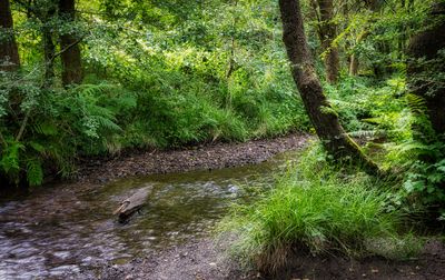 Afon Dar.