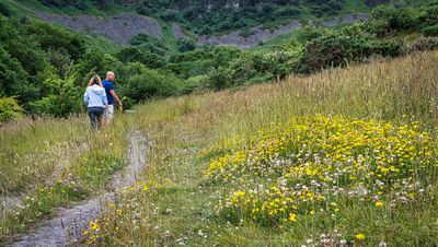 Wildflower walk.