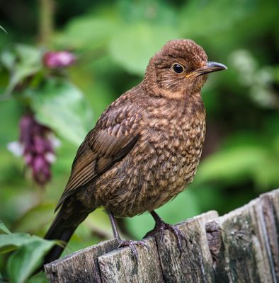 Juvenile female Blackbird.