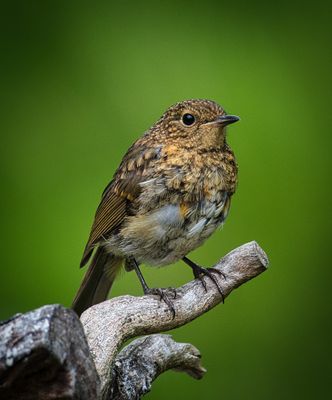 Juvenile Robin.