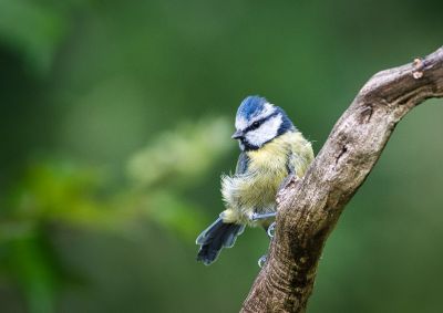 Blue Tit