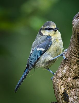 Juvenile Blue Tit