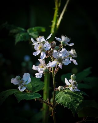 Brambles