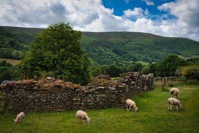 Vale of Ewyas sheep.