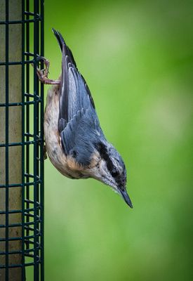 Nuthatch