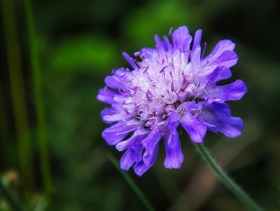 Gypsy Rose (Knautia Arvensis)