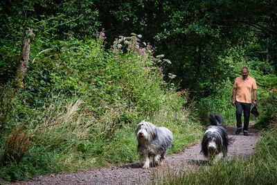 Walking the dogs.