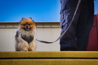 Big steps for a little dog.