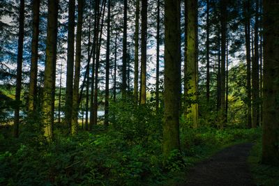 Taf-Fechan Forest.