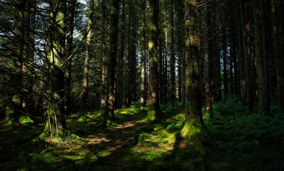 Taf-Fechan Forest.