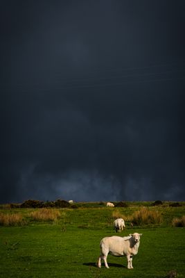 Sheep and rain clouds Gelligaer.