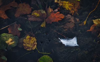 The feather.