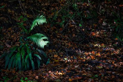 Woodland floor.