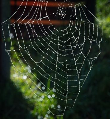 The beauty of the cob web.