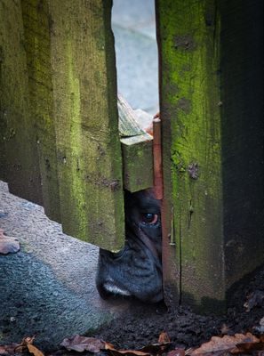 Peek-a-boo.