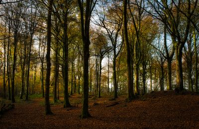 DSC_2660.jpg