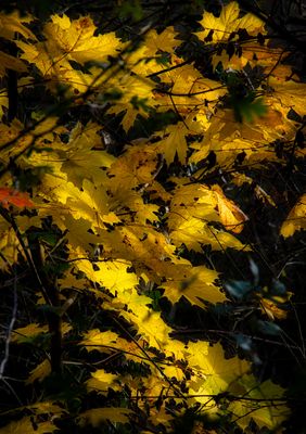 Waiting for winter's winds.