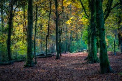 DSC_2628 (1).jpg