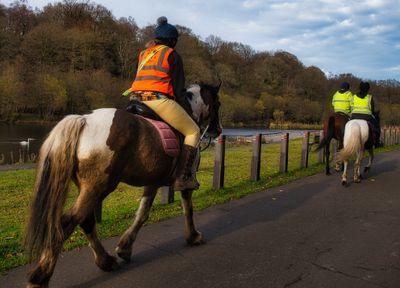 Horses in the park.