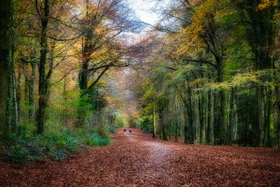 Fforest Fawr, Tongwynlais