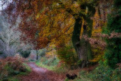 Taff Valley Autumn.
