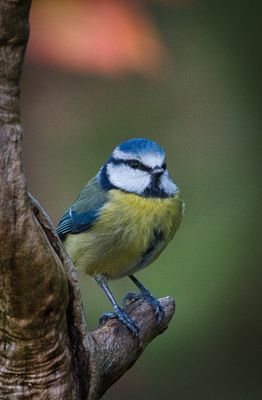 Blue Tit.