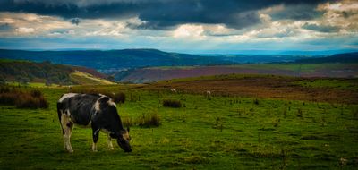 Grazing on Gelligaer Common.