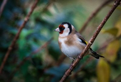 Goldfinch.