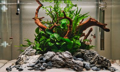 New scape December 2024.