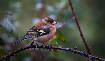 Male Chaffinch.