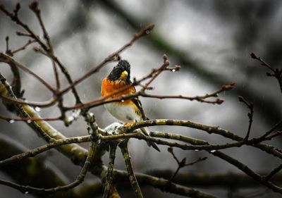 Rare visitor a male Brambling.
