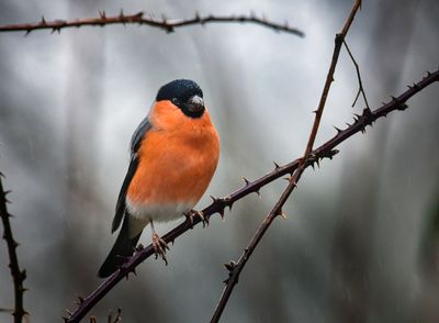 Male Bullfinch in the rain.