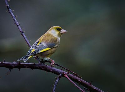 Greenfinch in the brambles.