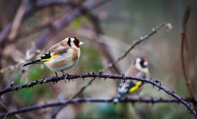 Goldfinches