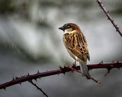House Sparrow in the rain.