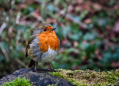 Robin.