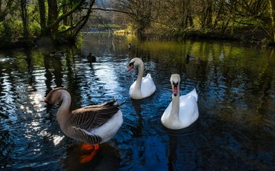 Lake inhabitants.