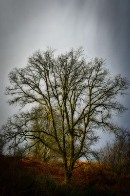 Winter tree.
