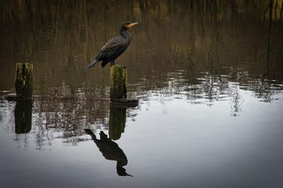 Cormorant at the top lake.