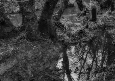 Reflections on a river bank.