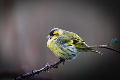 The siskin that ate all the seeds.