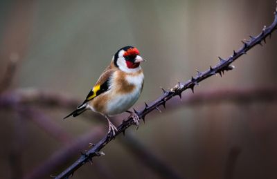 Goldfinch.