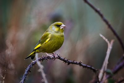 Male Greenfinch.