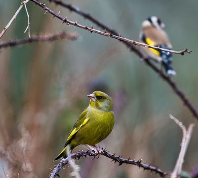 Chaffinch and Goldfinch.