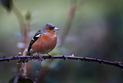 Male Chaffinch.