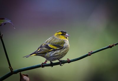 Male Siskin.